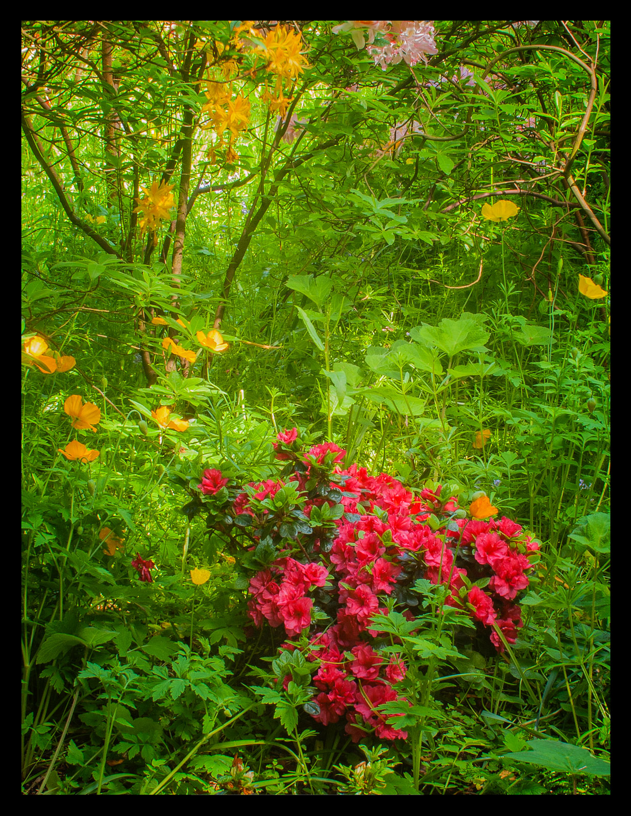 Red Azaleas