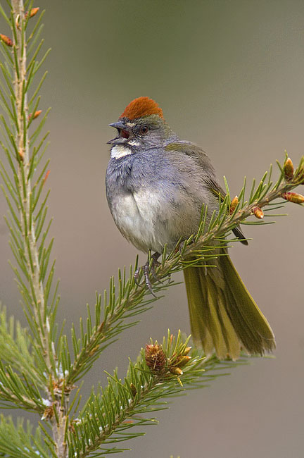 Green-tailed towhee