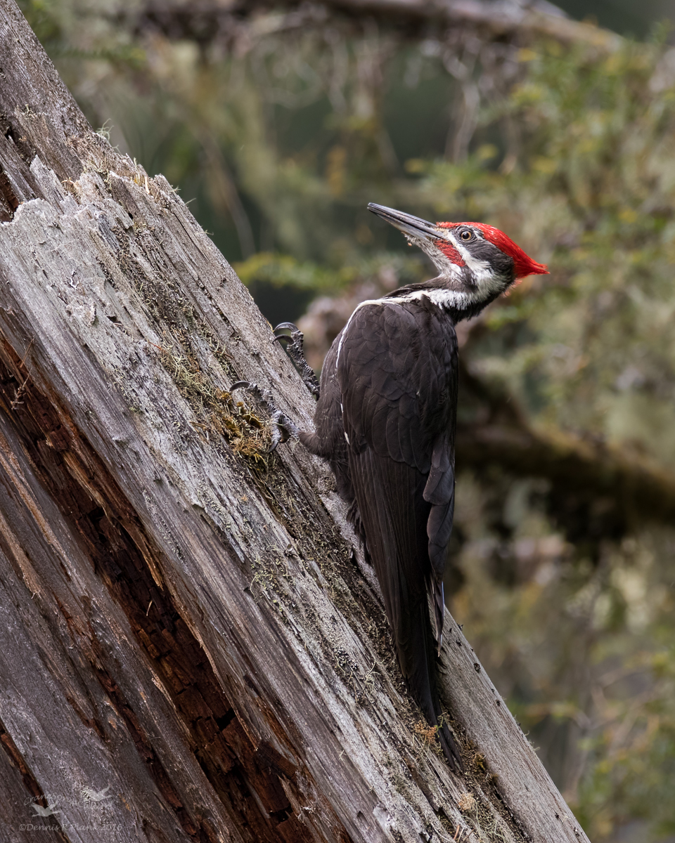 Pileated Woodpecker