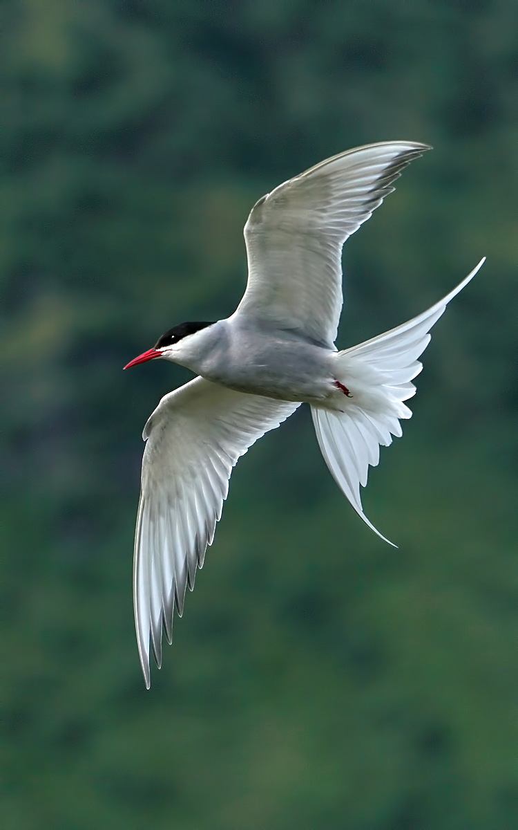 Fly By