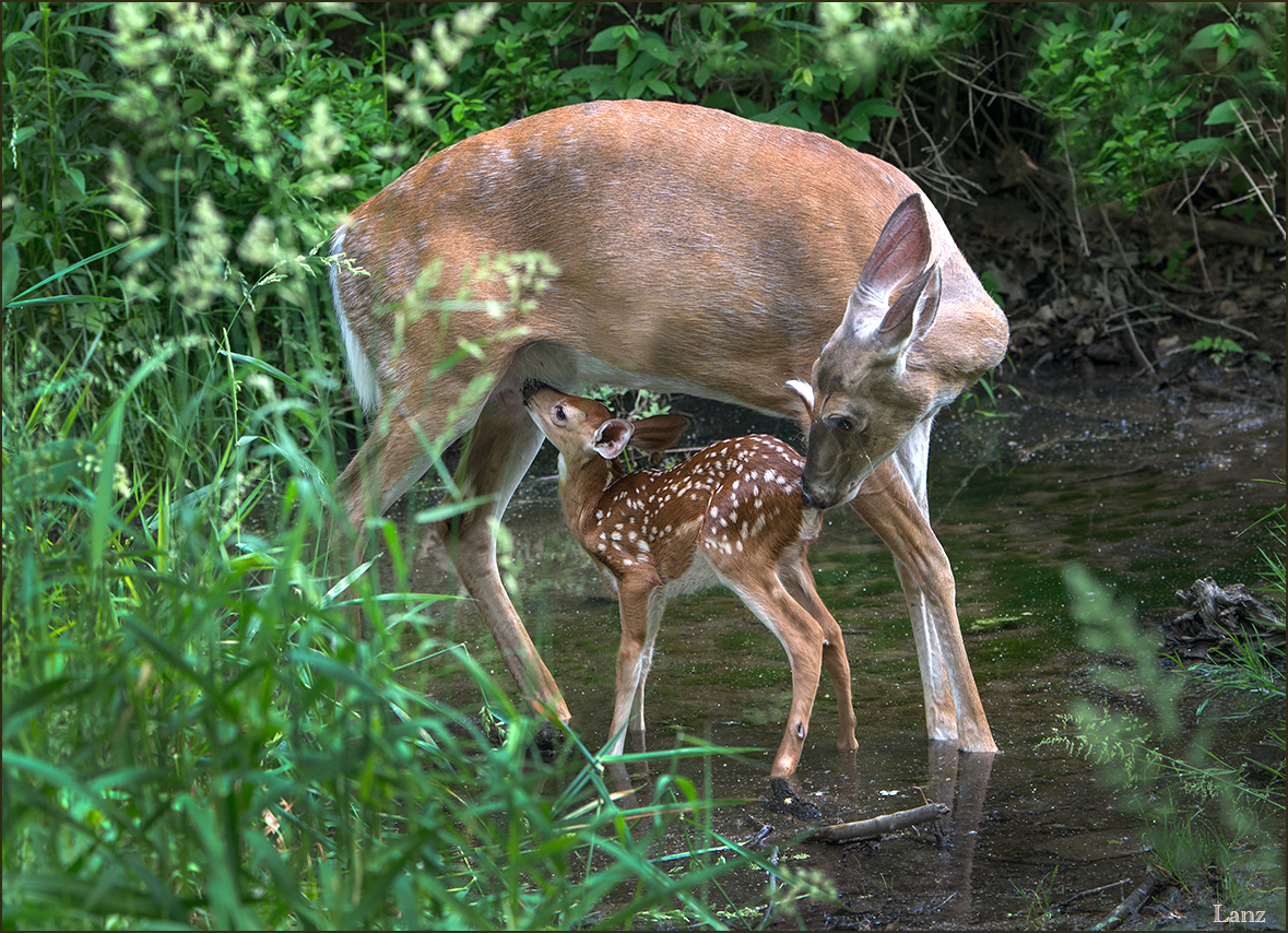 Nursing Bambi (WC)