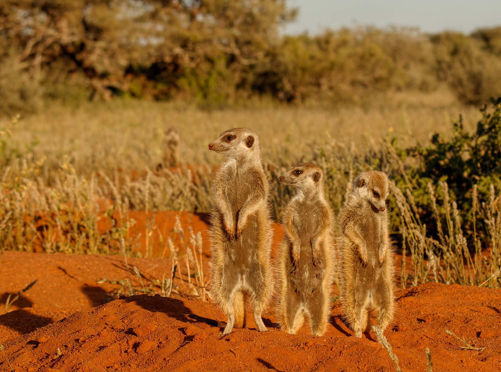 Suricates