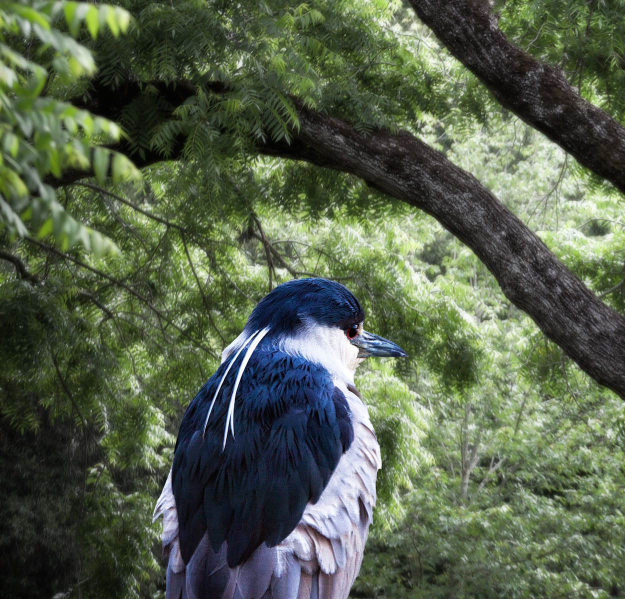 Black-Crowned Night Hero