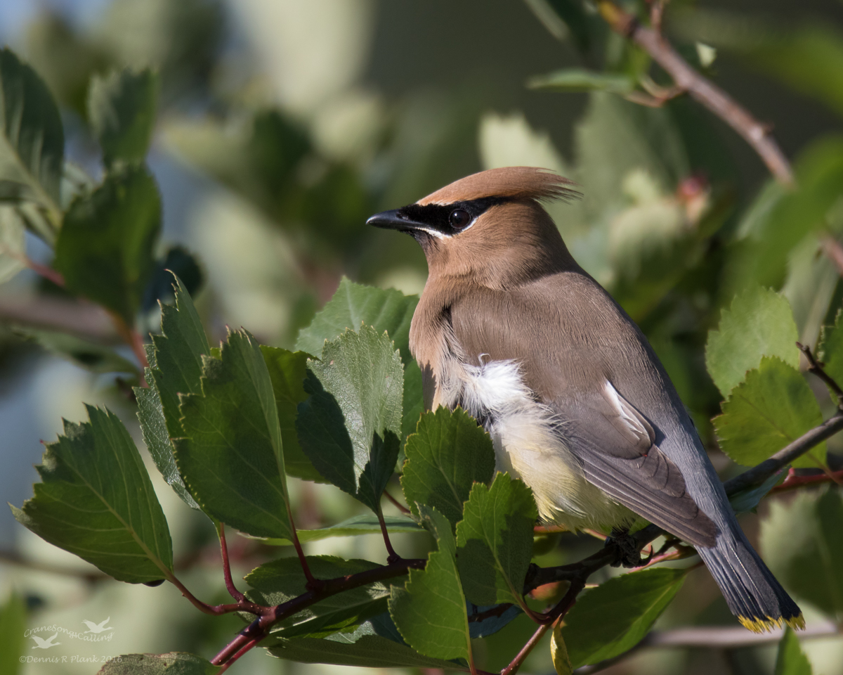 Cedar Waxwing