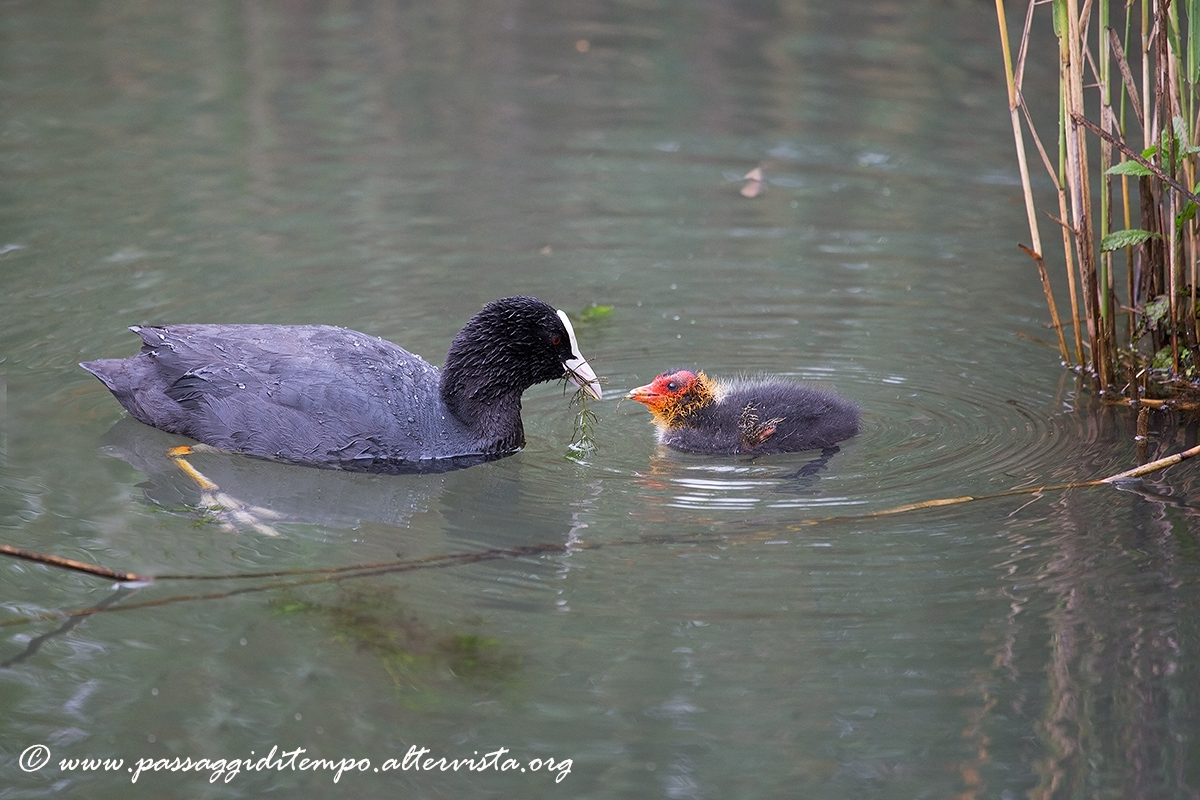 Coots