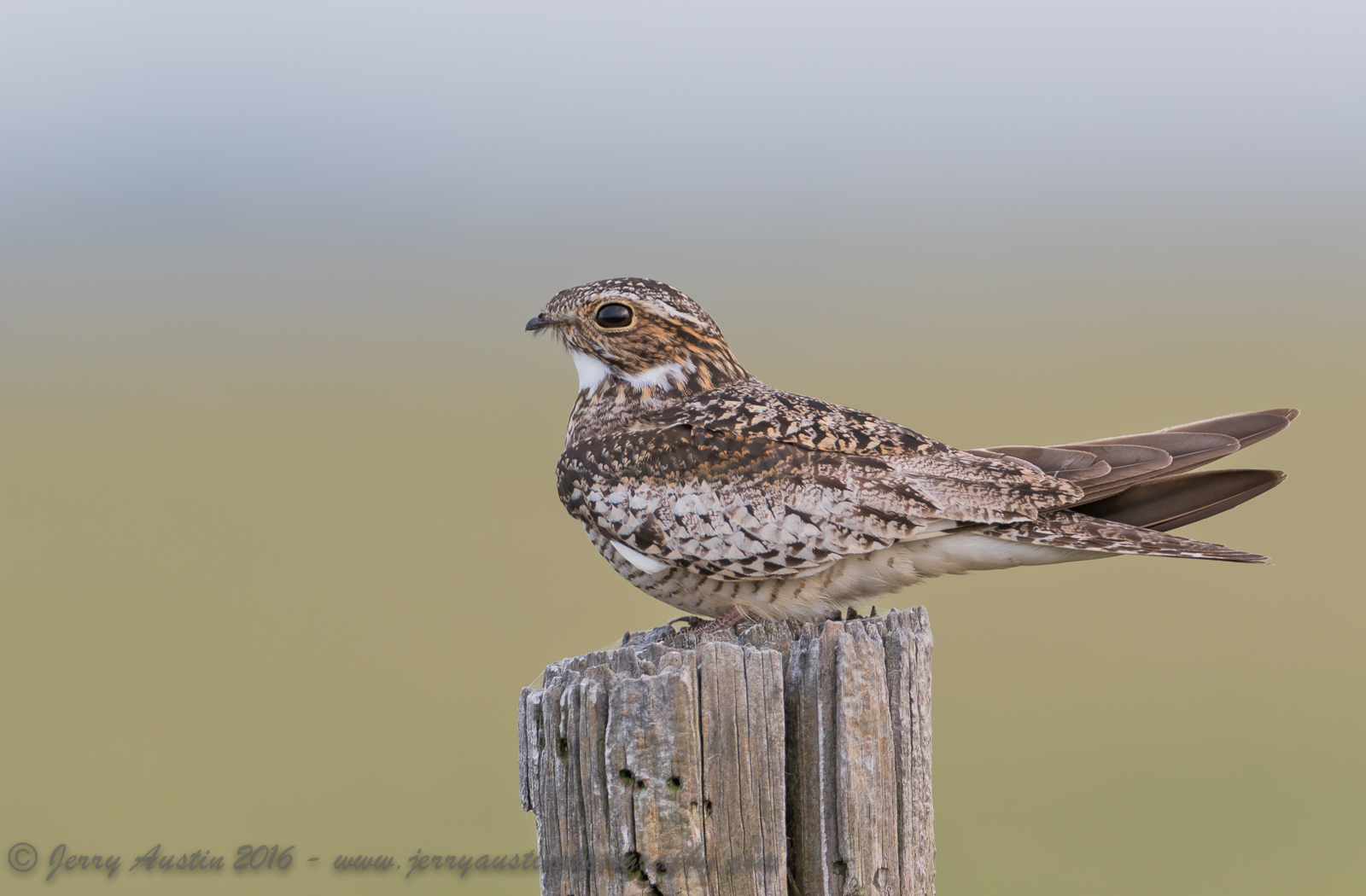 One Last Nighthawk