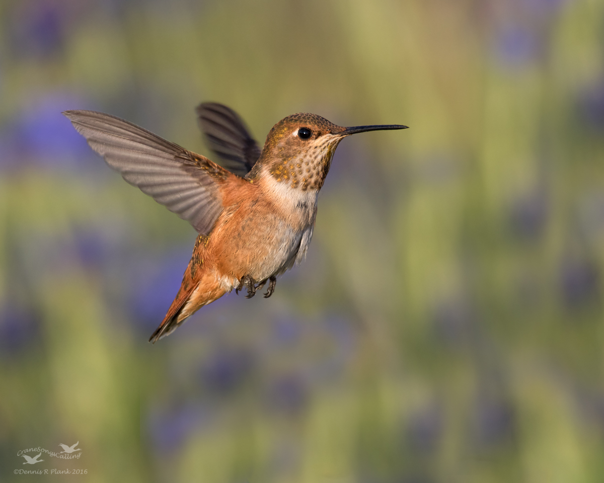 Rufous in Flight