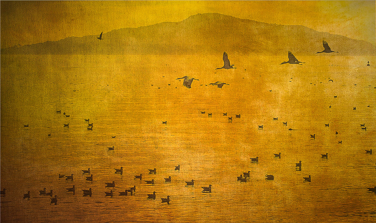Birds by the Bay
