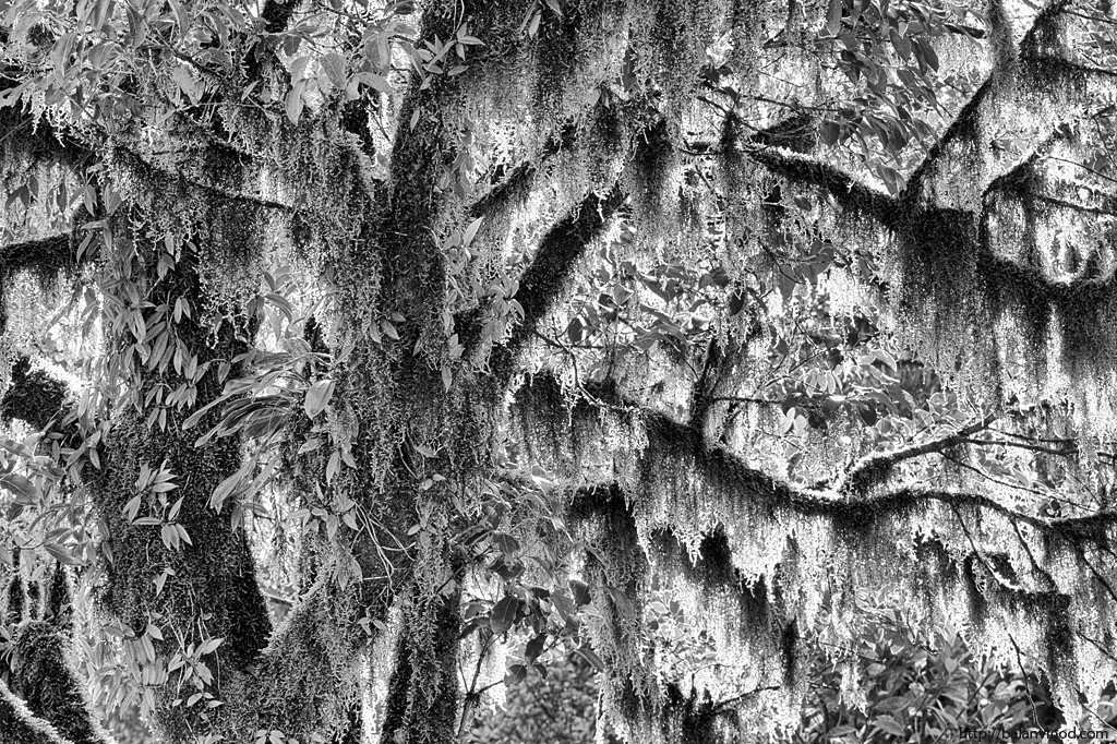Ghost Tree