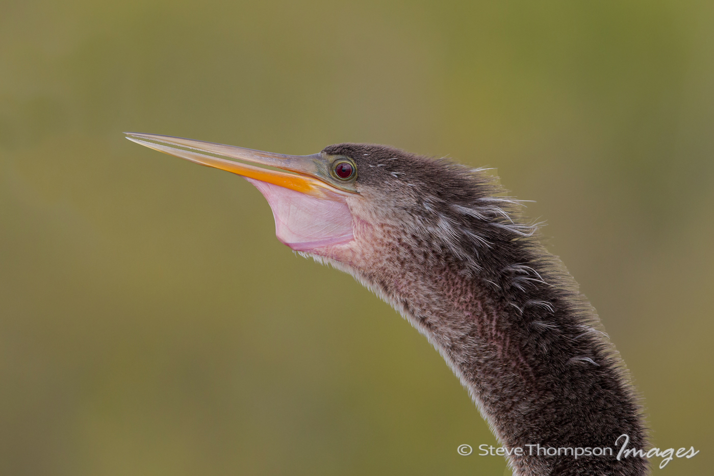 Anhinga Portrait