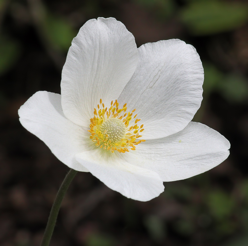 Anemone