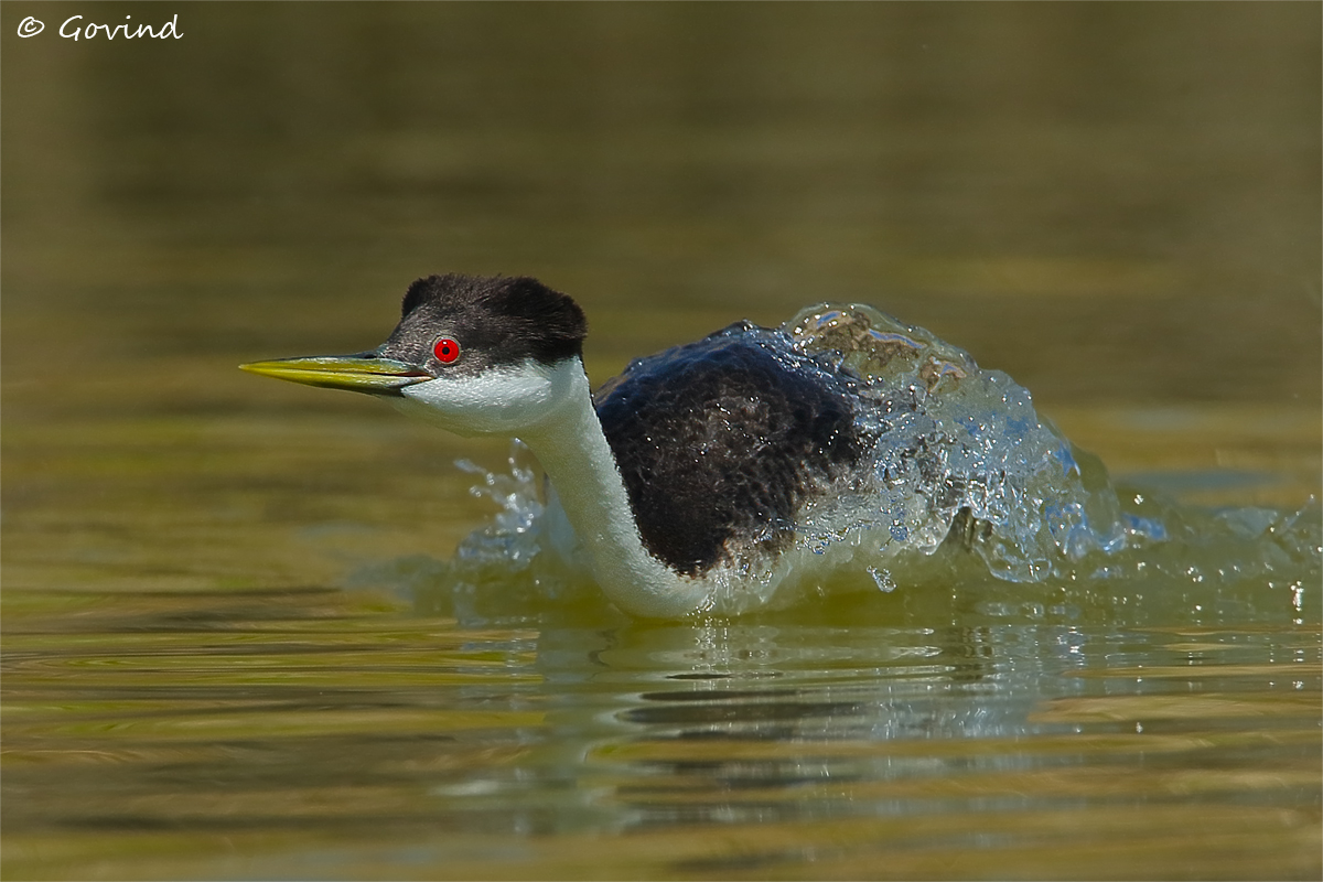 Western Grebe