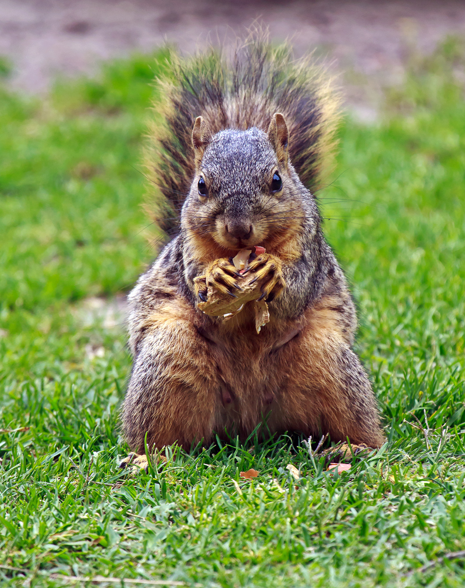 Park Squirrel + Repost