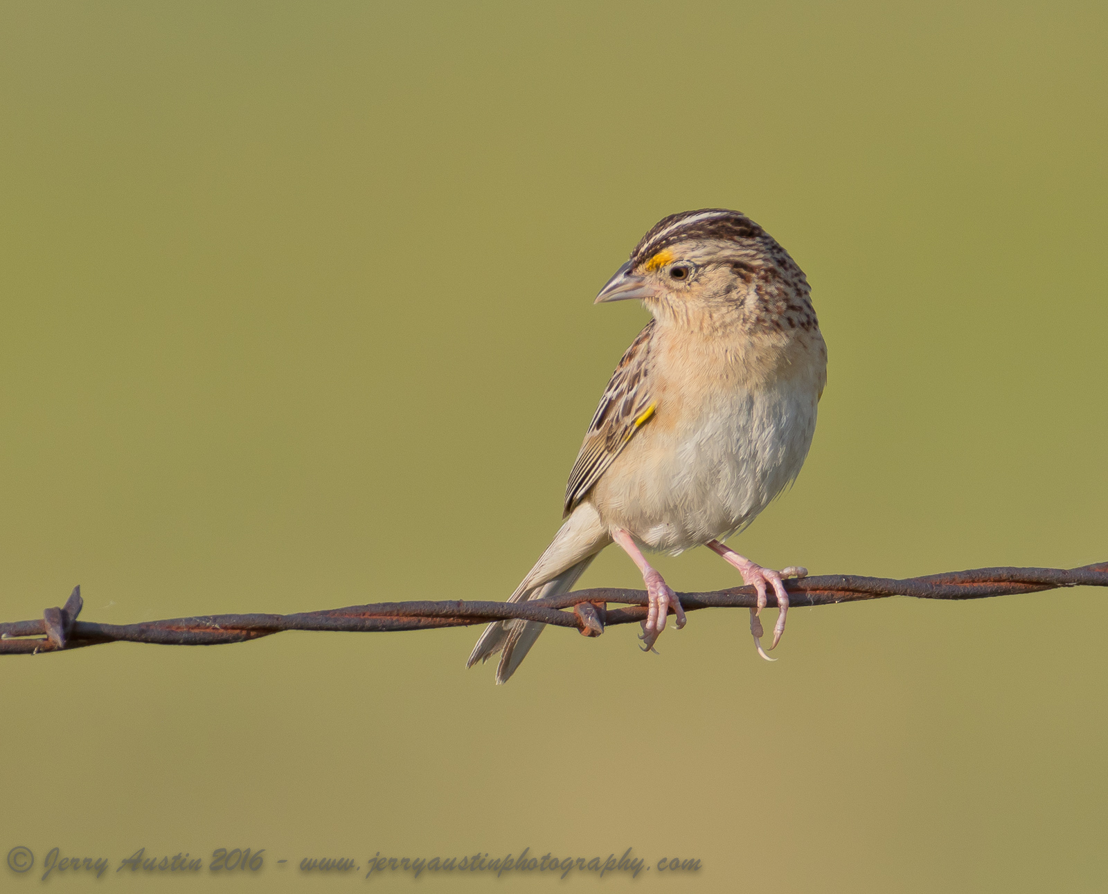 Grasshopper Sparrow