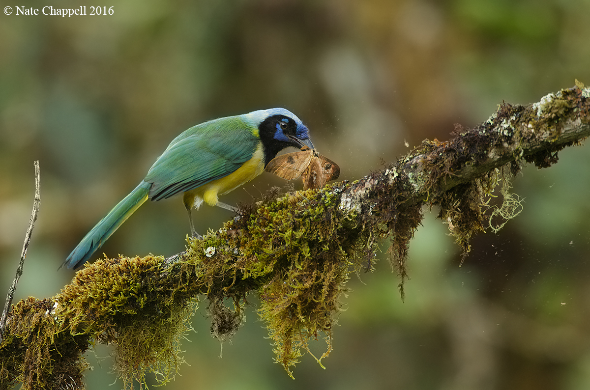 Inca Jay with Moth