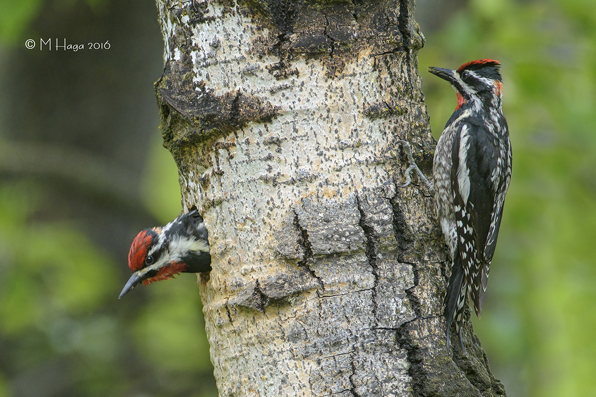 Red-naped Sapsucker,pair
