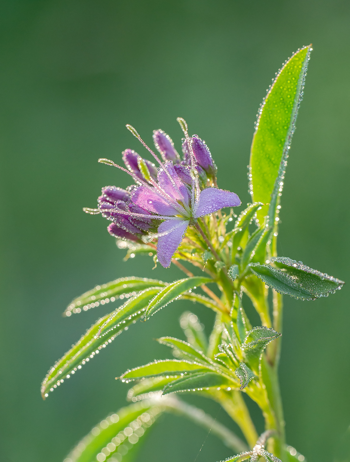 Rocky Mountain Bee Plant