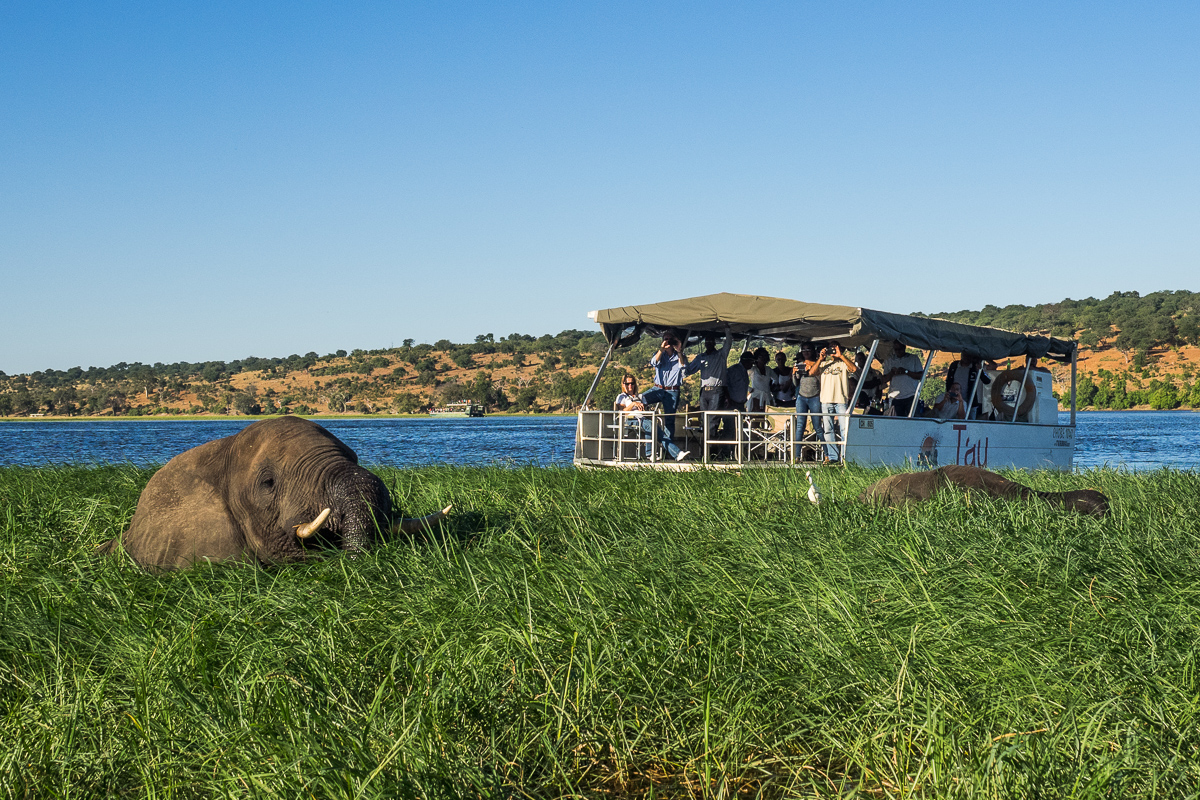 Chobe Elephants