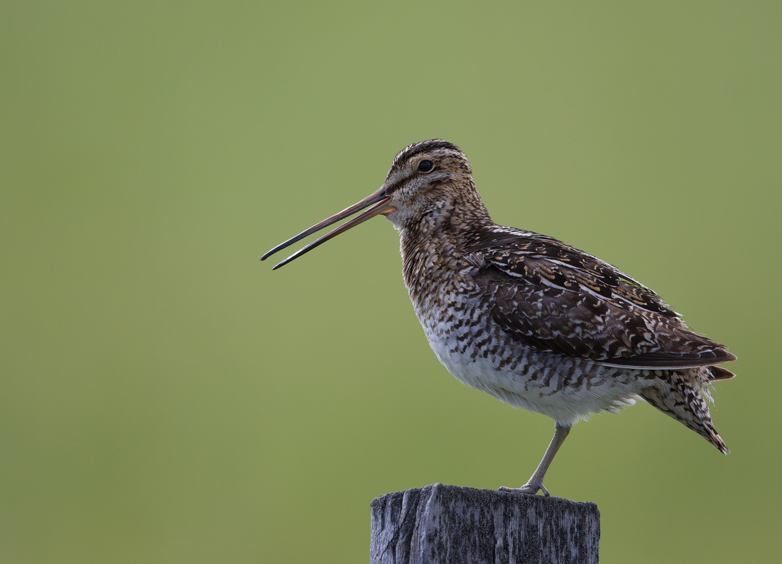 Snipe Hunt w/ Repost