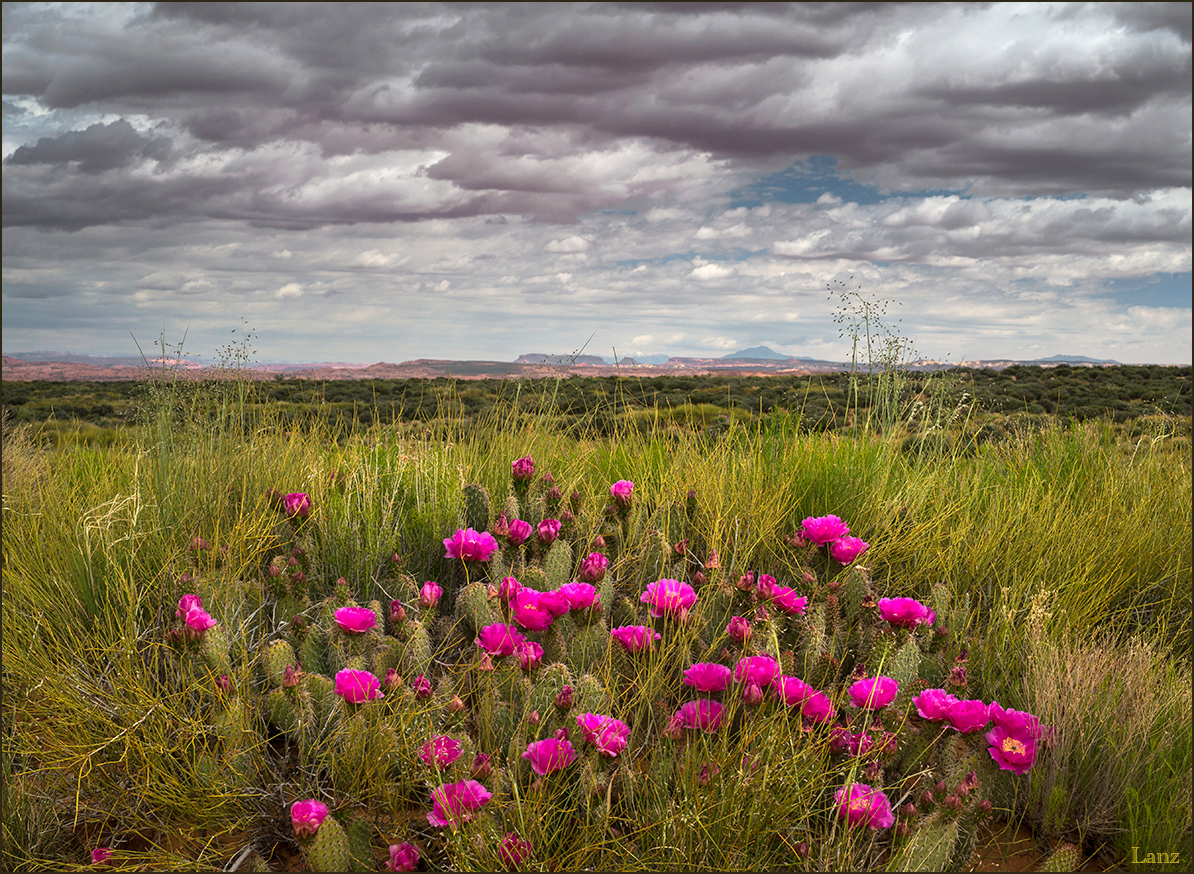 Escalante 