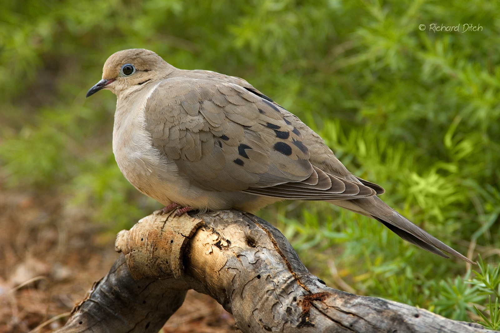 Mourning Dove