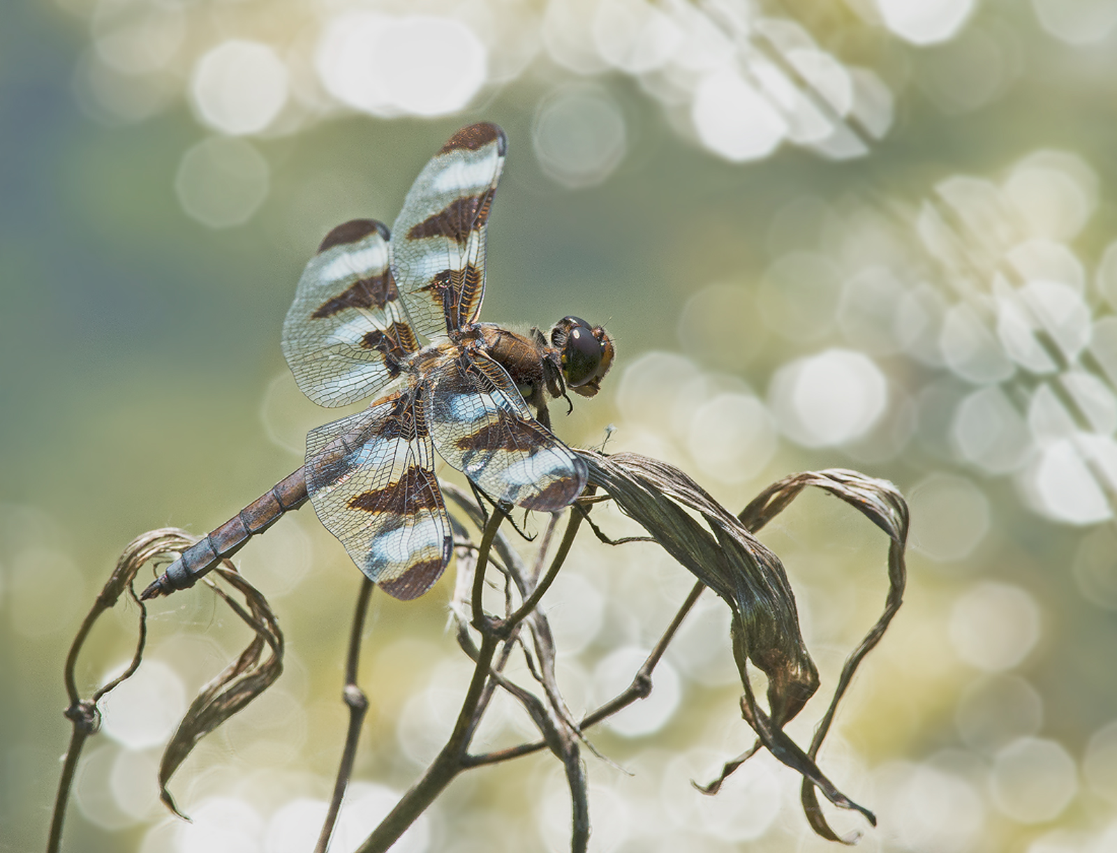 12-Spotted Skimmer
