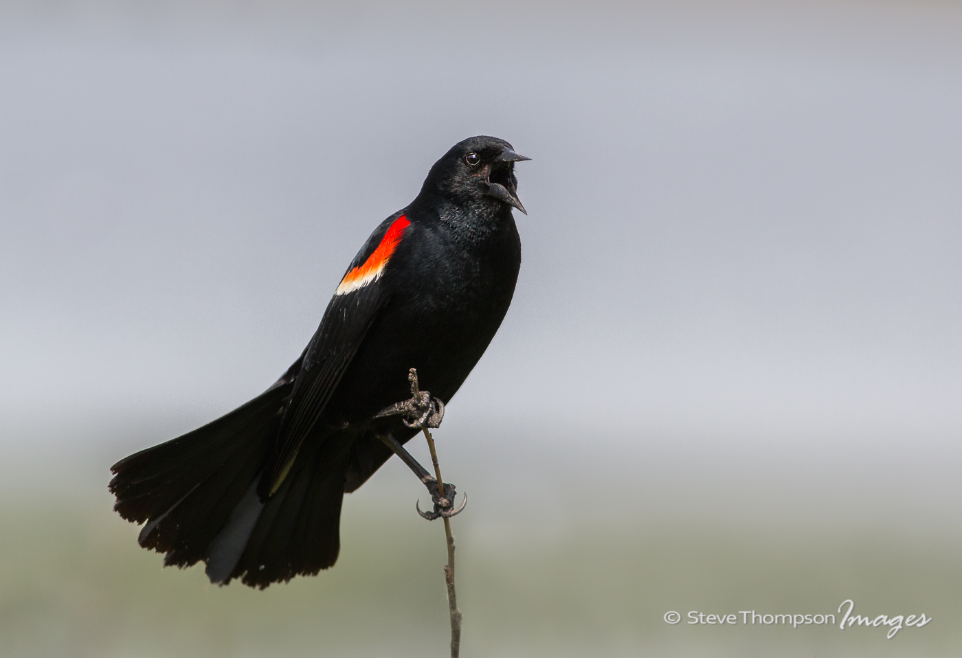 Blackbird Calling
