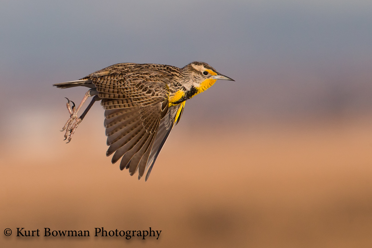 Meadowlark Take-off