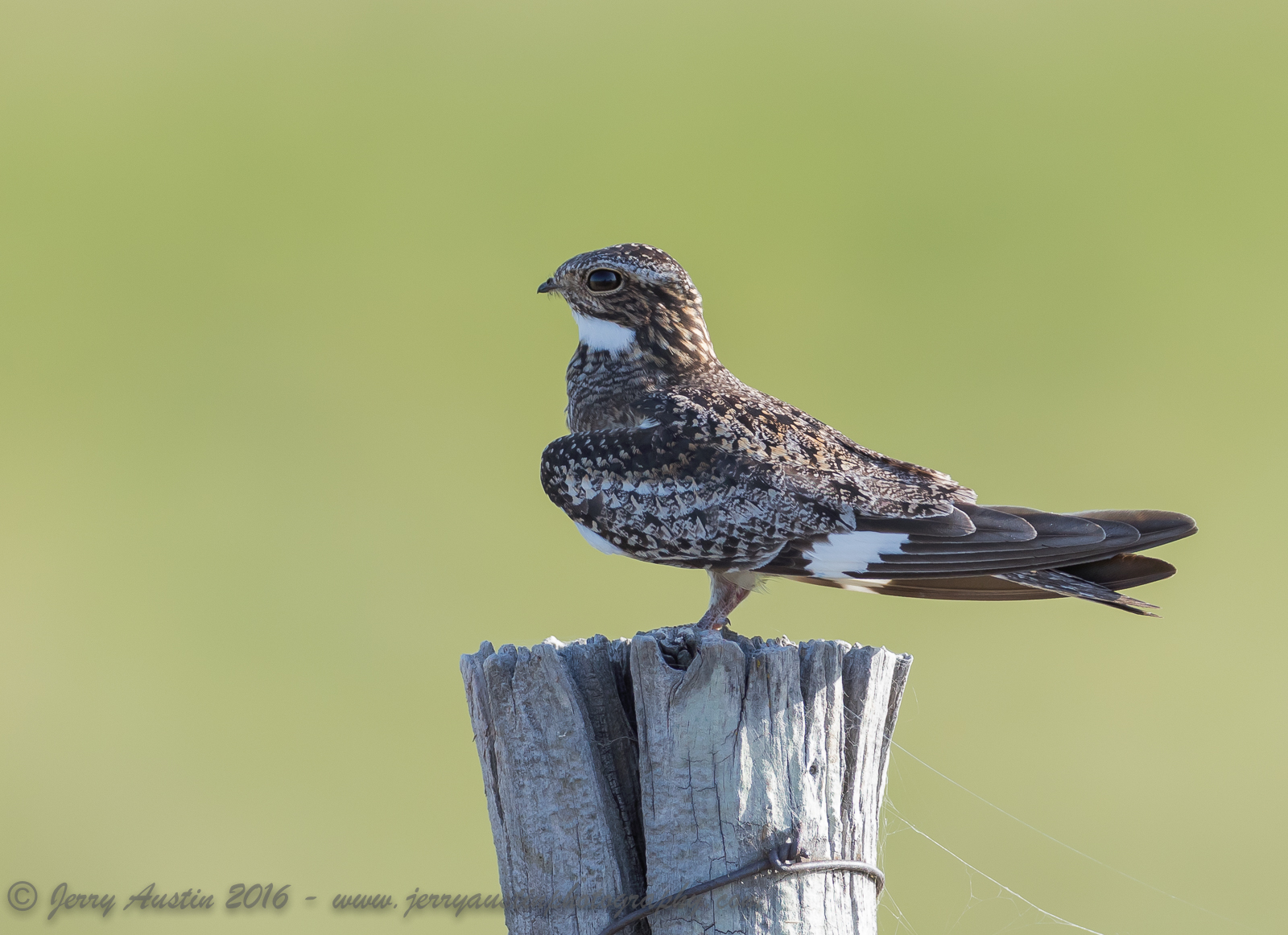 Another Nighthawk