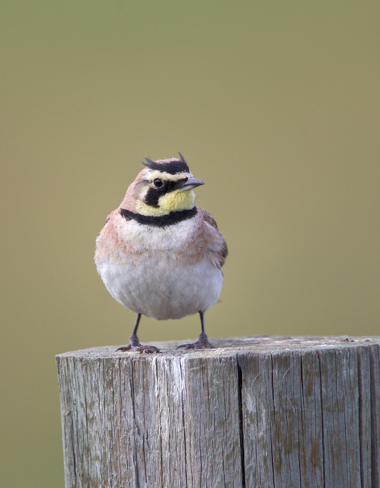 Horned Lark