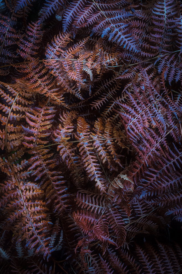 Old Fern