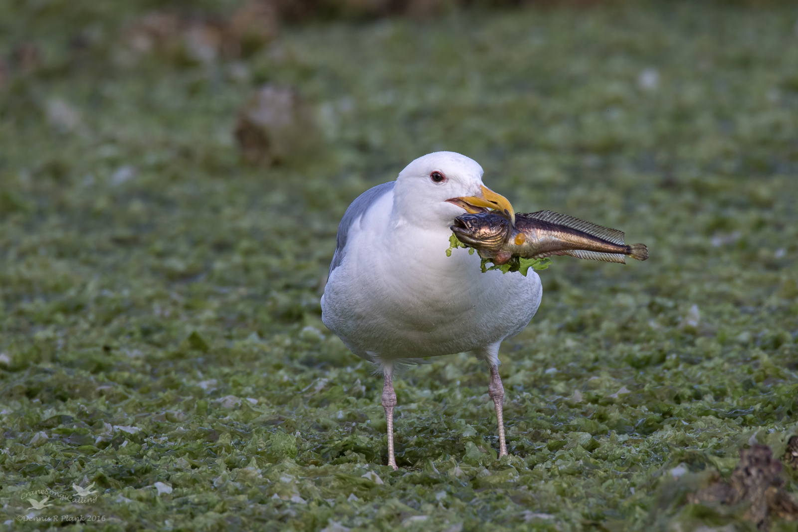 Salad with Your Fish?