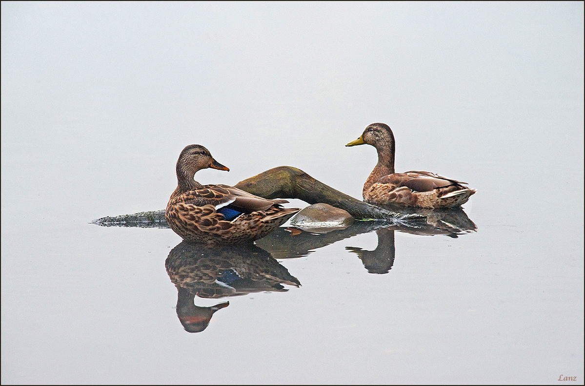 Duck Soup (WC)