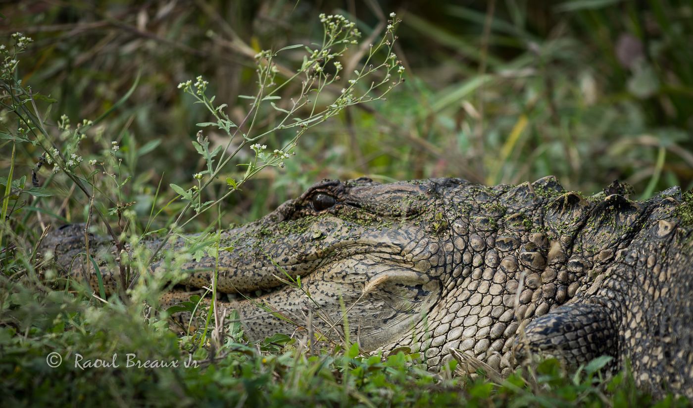 Patiently Waiting