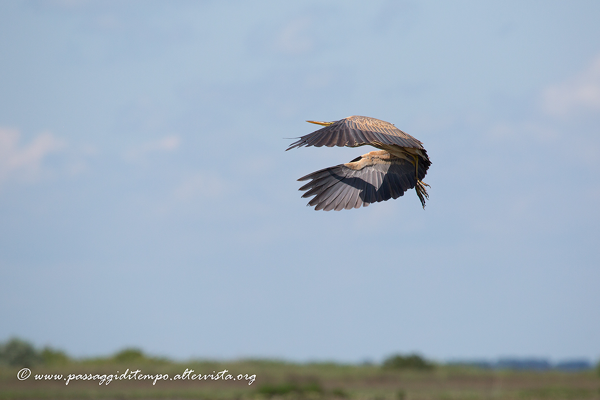 Red Heron