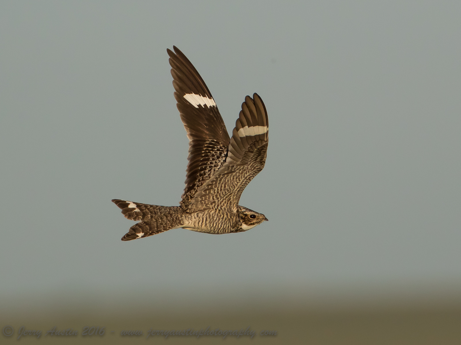 Airborne Nighthawk