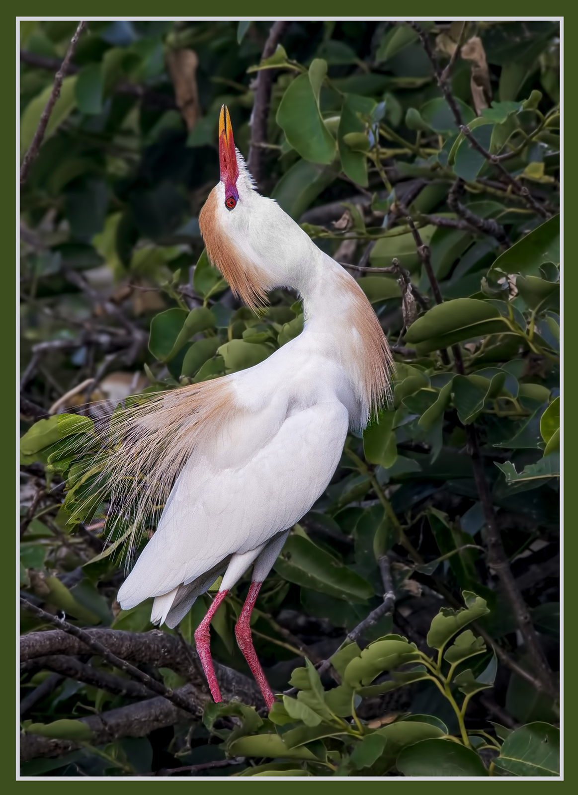 Cattle Egret Sky-point