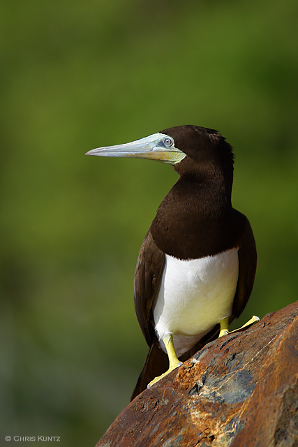Brown Booby