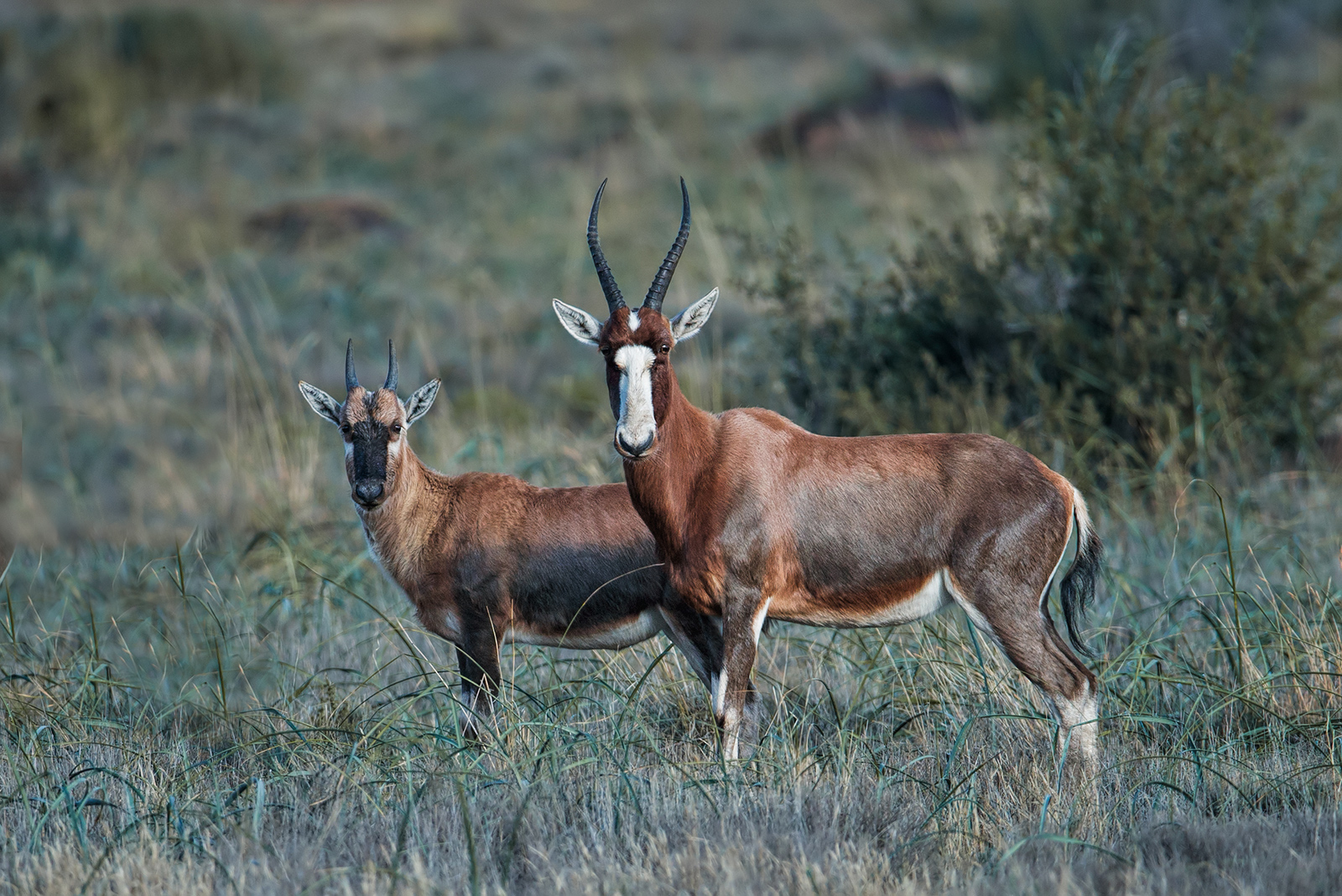 Blesbok