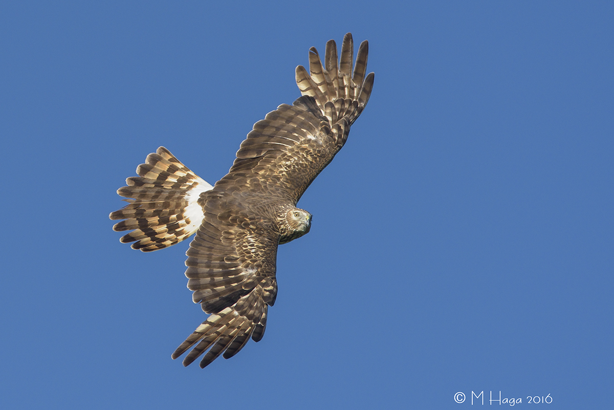 Female N. Harrier