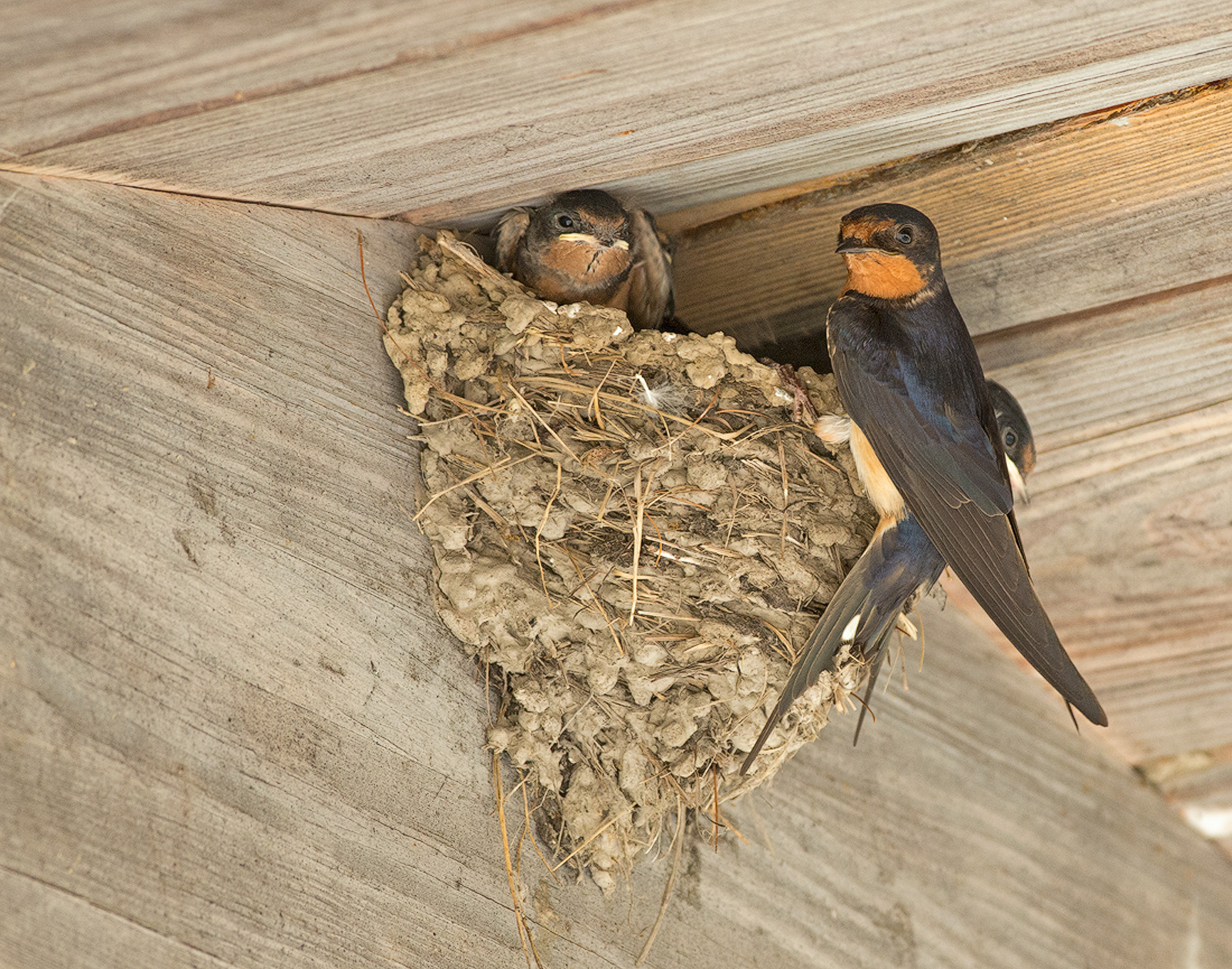 Barn Swallows