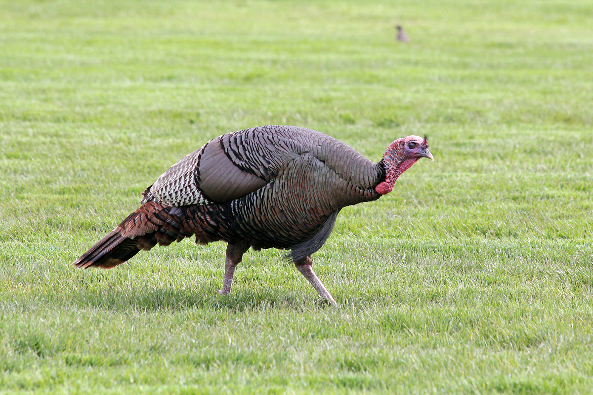 Wild Turkey