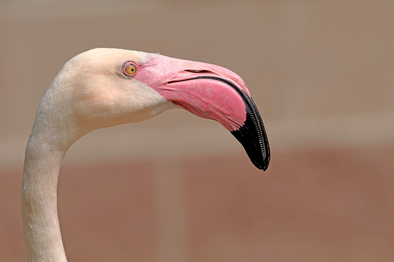 Greater flamingo