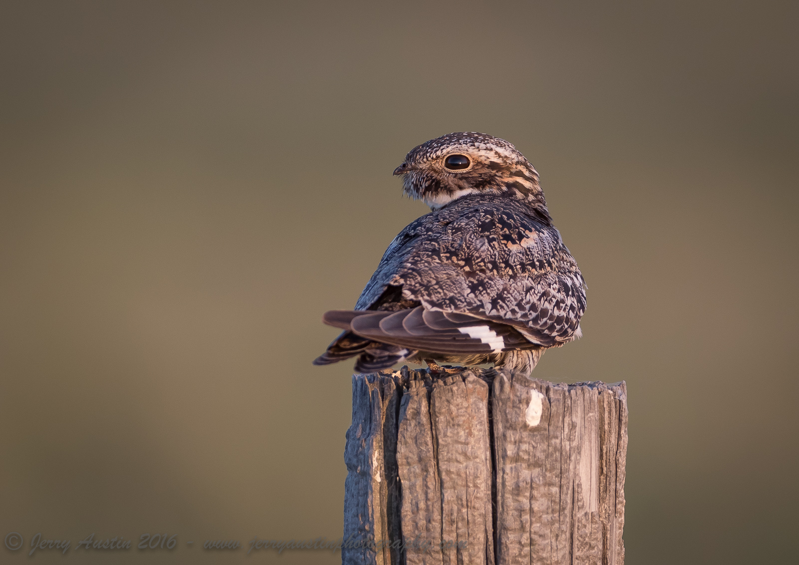 Lookback Nighthawk
