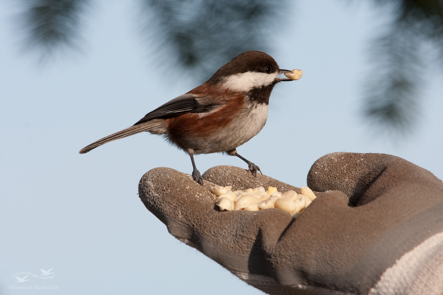 ChestnutBacked Chickadee