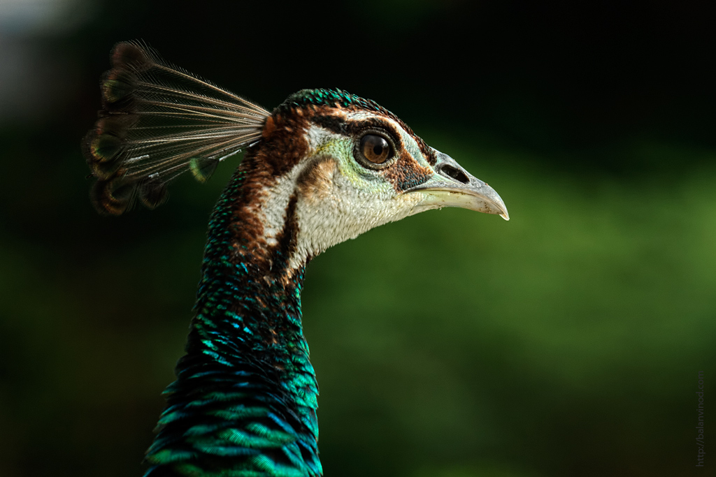 Peahen Portrait