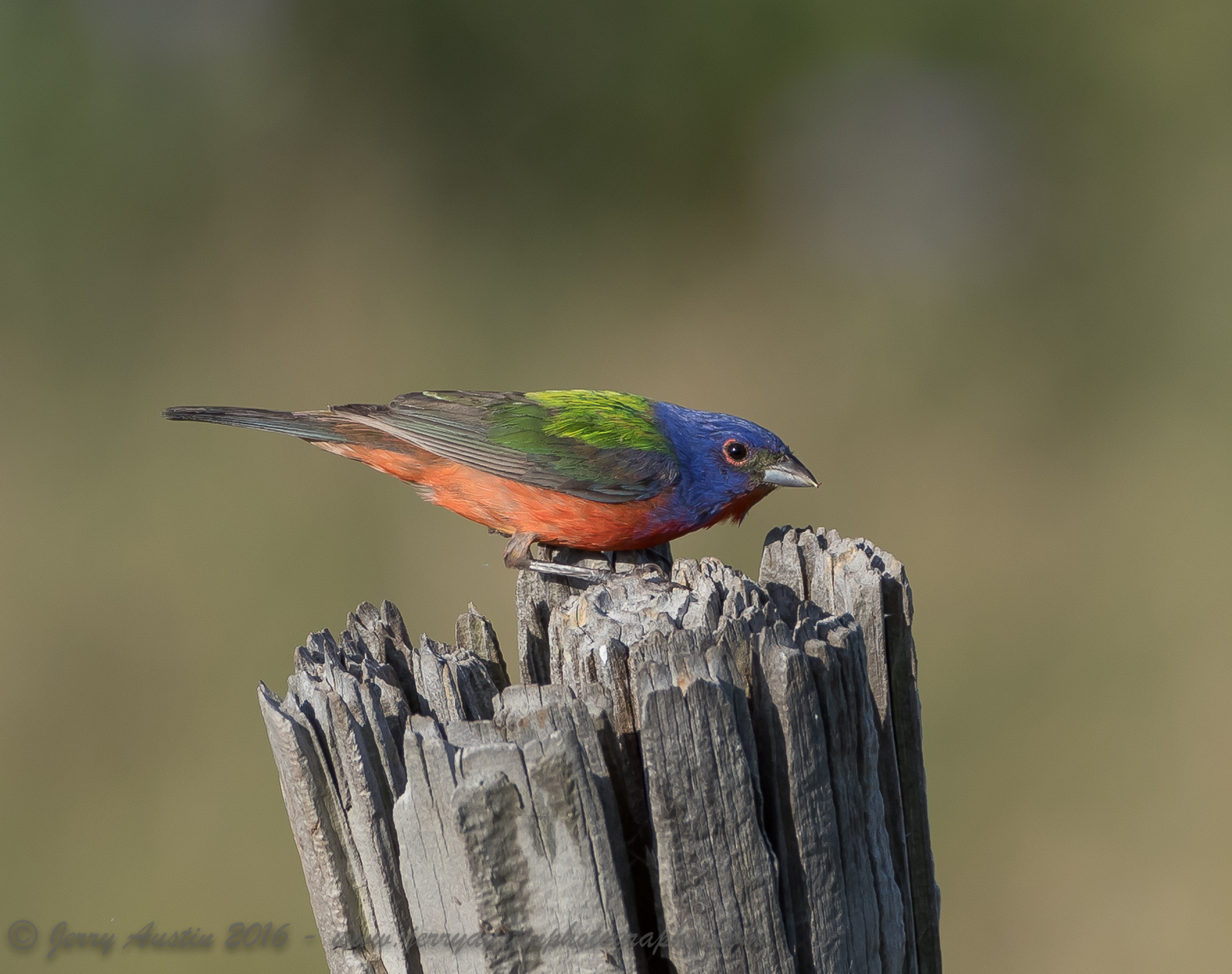 Texas Painted Bunting 2