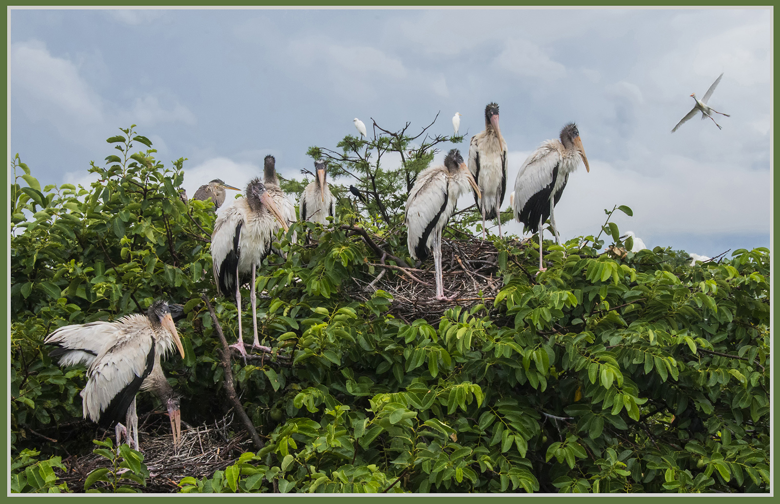 Birdscape