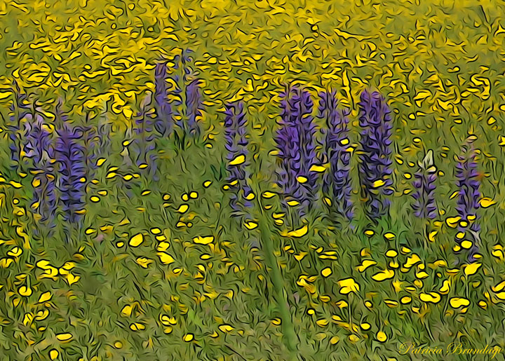 Lupine & Buttercup Field