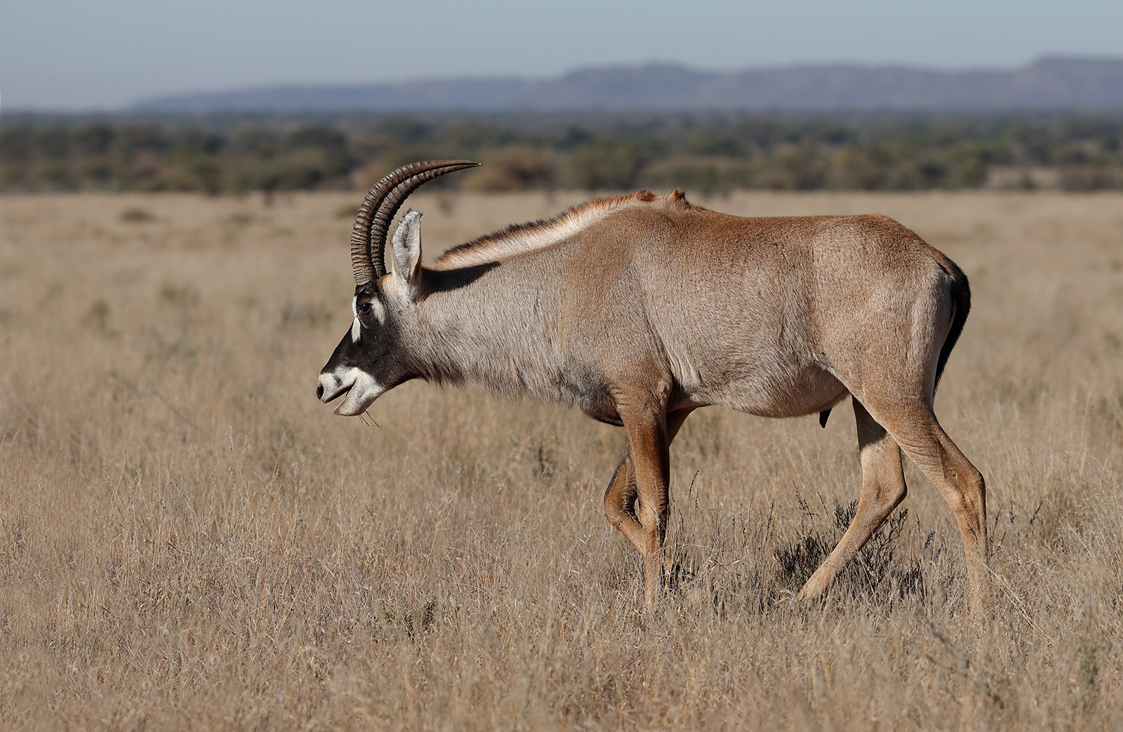Roan Antelope